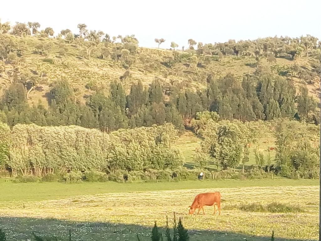 Herdade Da Maxuqueira Gaviao Exterior photo